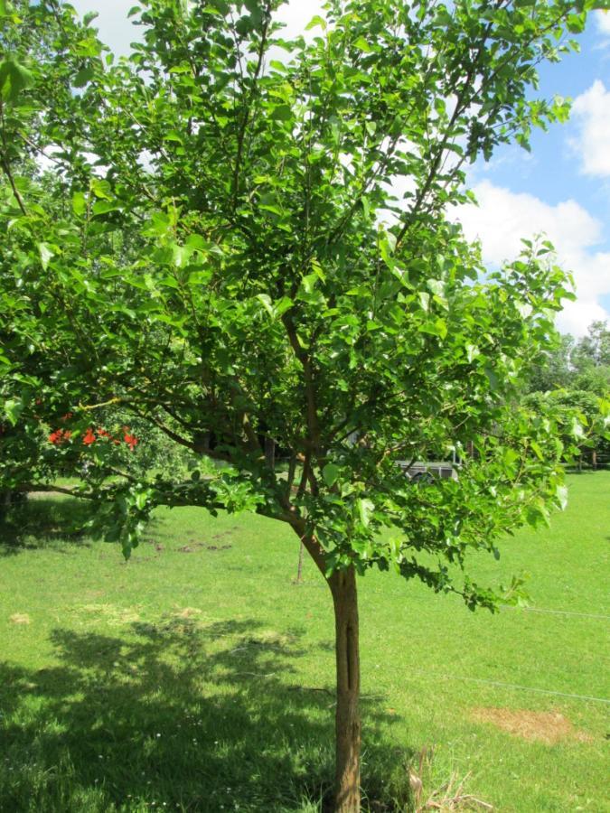 Florennes Gîte neuf 150 M2 devant un grand lac privé de 2 hectares poissonneux au milieu des bois Exterior foto