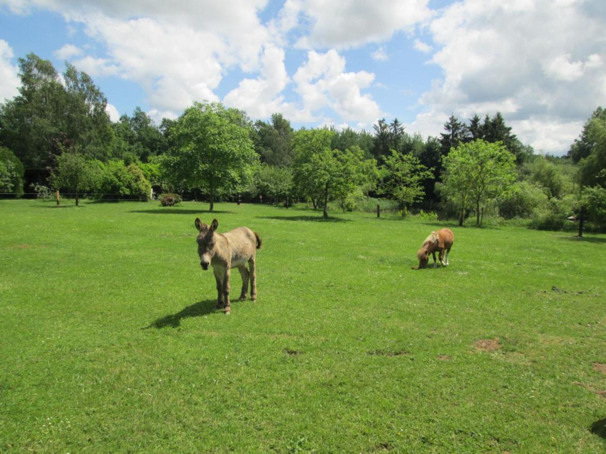 Florennes Gîte neuf 150 M2 devant un grand lac privé de 2 hectares poissonneux au milieu des bois Exterior foto