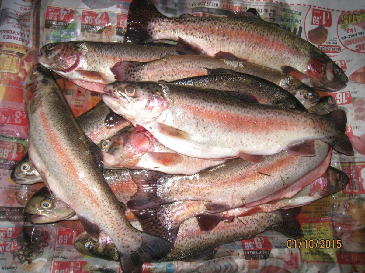 Florennes Gîte neuf 150 M2 devant un grand lac privé de 2 hectares poissonneux au milieu des bois Exterior foto
